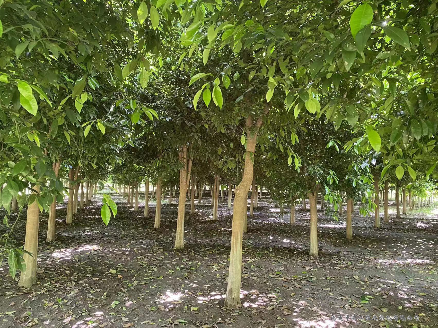 香櫞樹（直徑約8至12厘米，約3000棵）